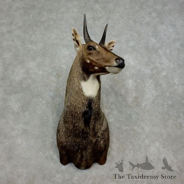 Nilgai Antelope Taxidermy Shoulder Mount For Sale #17898 @ The Taxidermy Store
