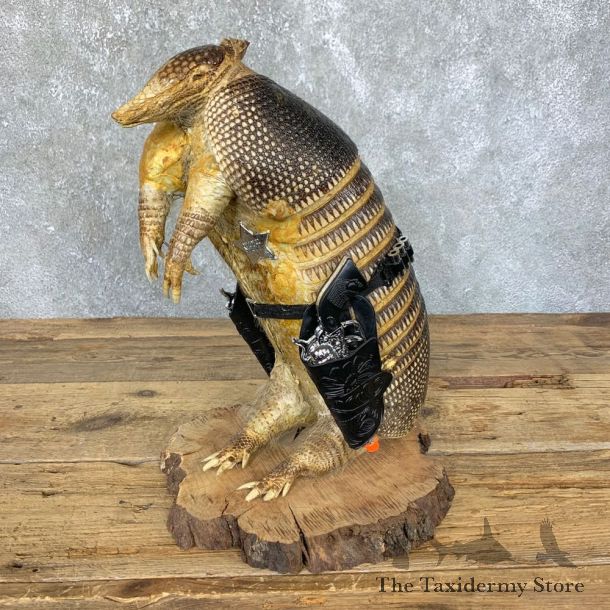 Armadillo Life-Size Mount For Sale #23913 @ The Taxidermy Store