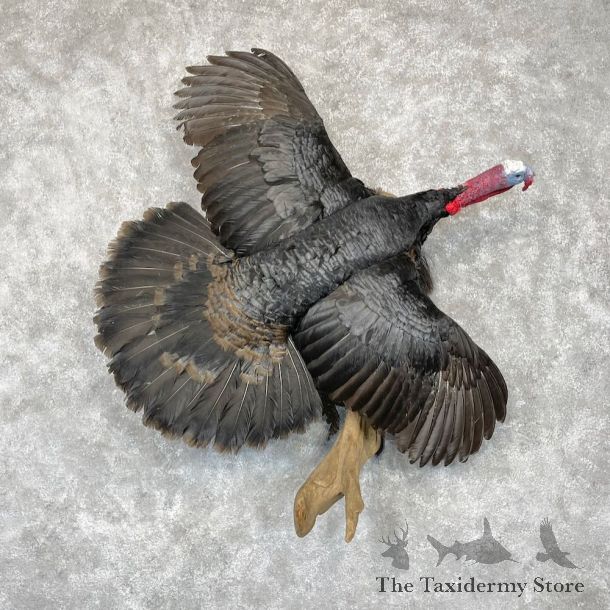 Norfolk Black Turkey Bird Mount For Sale #28551 @ The Taxidermy Store