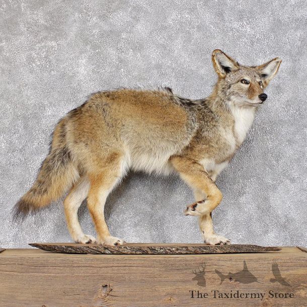 Coyote Life Size Mount #11783 For Sale @ The Taxidermy Store