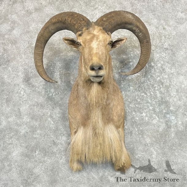 North American Aoudad Shoulder Mount For Sale #27273 @ The Taxidermy Store