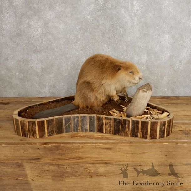 North American Beaver Mount For Sale #21236 @ The Taxidermy Store