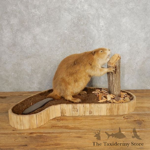 North American Beaver Mount For Sale #21244 @ The Taxidermy Store