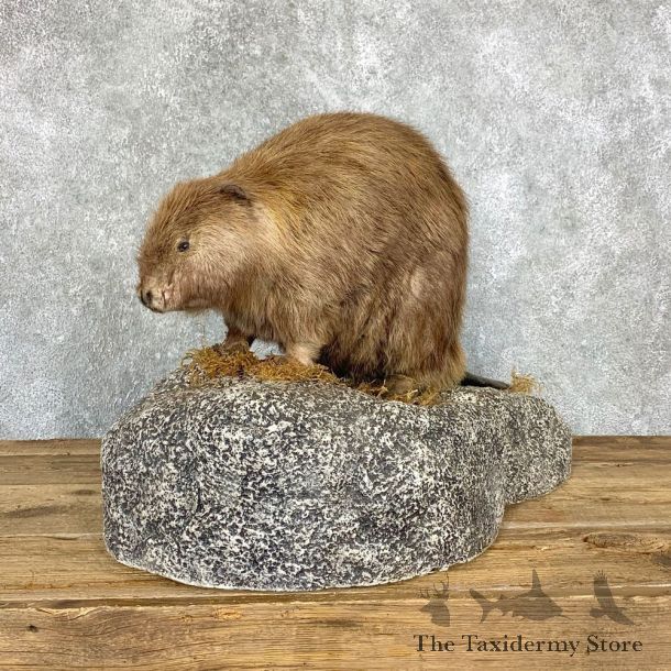 North American Beaver Mount For Sale #22365 @ The Taxidermy Store