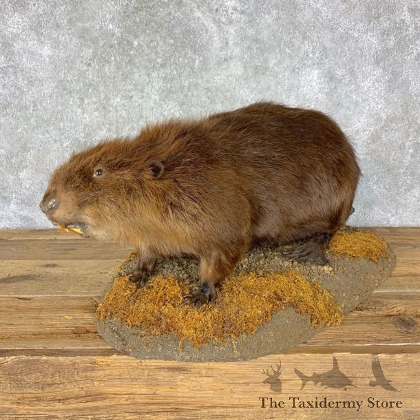 North American Beaver Mount For Sale #22874 @ The Taxidermy Store