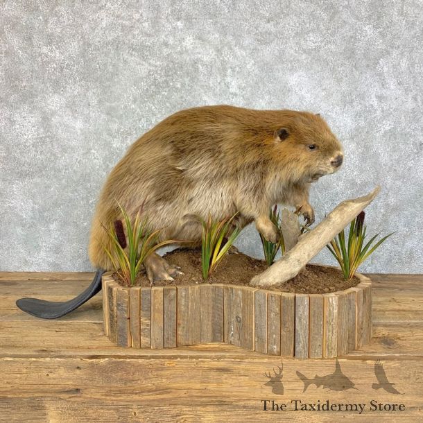 North American Beaver Mount For Sale #23629 @ The Taxidermy Store