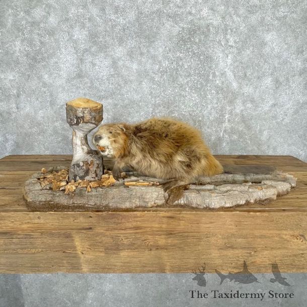 North American Beaver Mount For Sale #24161 @ The Taxidermy Store