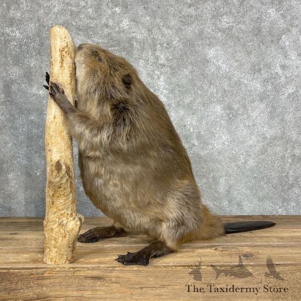 North American Beaver Mount For Sale #25231 @ The Taxidermy Store