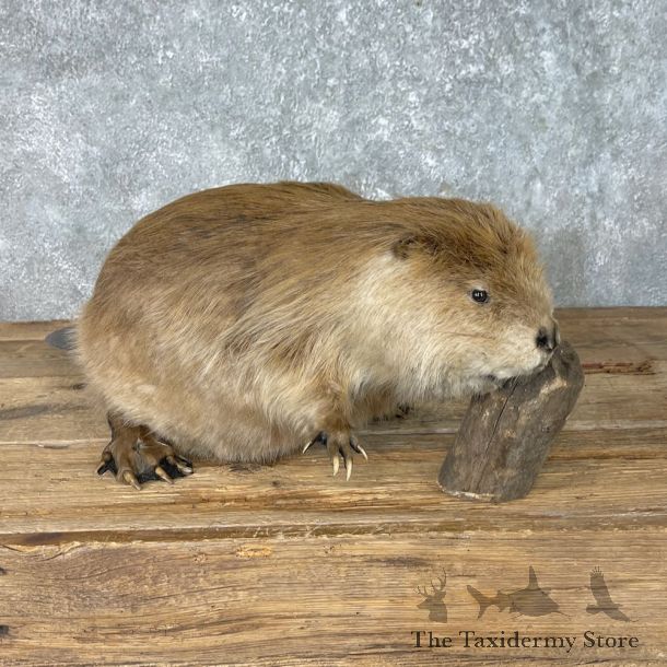 North American Beaver Mount For Sale #25392 @ The Taxidermy Store
