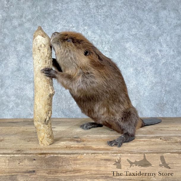 North American Beaver Mount For Sale #25659 @ The Taxidermy Store