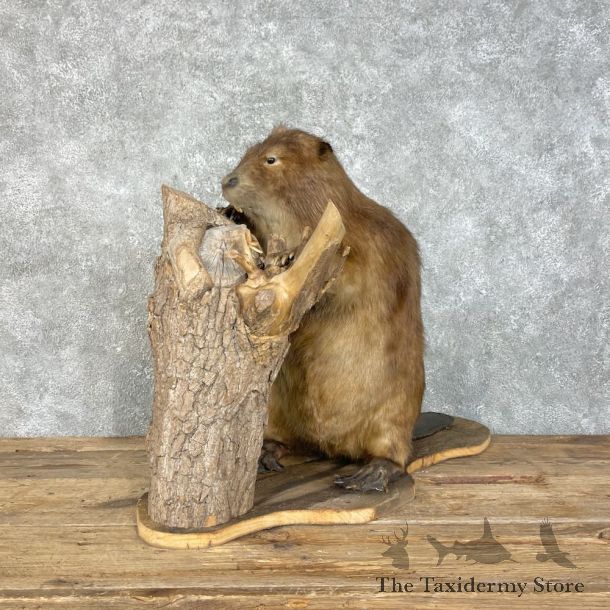 North American Beaver Mount For Sale #25817 @ The Taxidermy Store