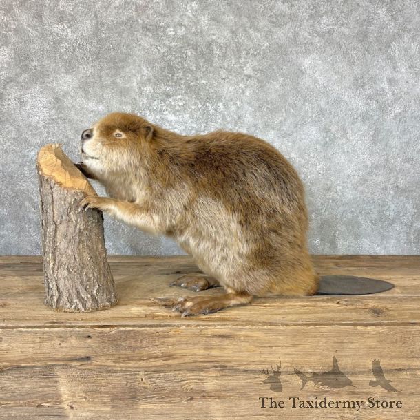 North American Beaver Mount For Sale #26624 @ The Taxidermy Store