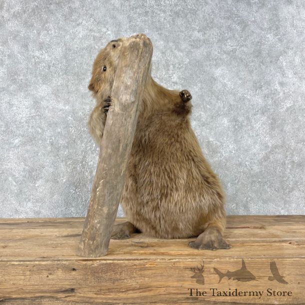 North American Beaver Mount For Sale #26787 @ The Taxidermy Store