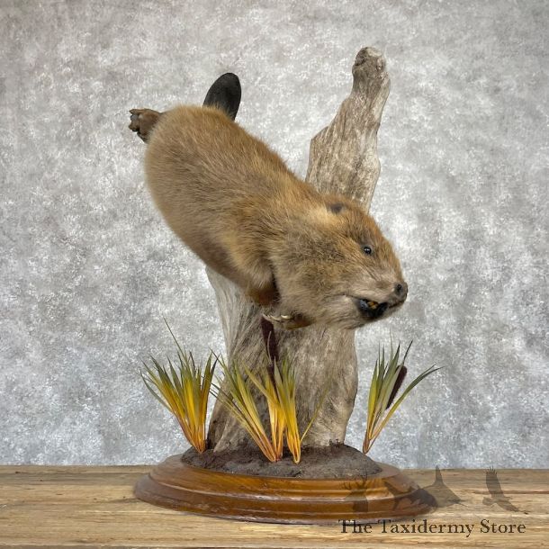 North American Beaver Mount For Sale #28243 @ The Taxidermy Store