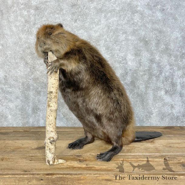 North American Beaver Mount For Sale #28488 @ The Taxidermy Store