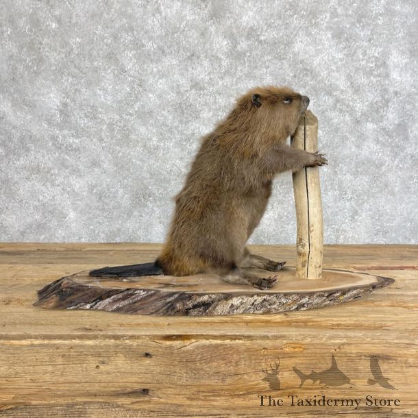 North American Beaver Mount For Sale #28651 @ The Taxidermy Store