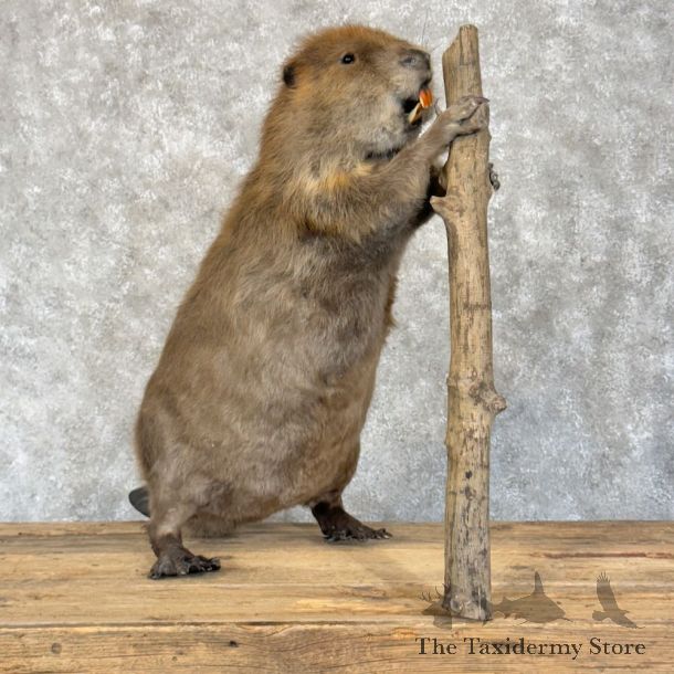 North American Beaver Mount For Sale #28806 @ The Taxidermy Store