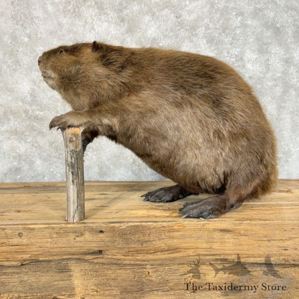 North American Beaver Mount For Sale #29083 @ The Taxidermy Store