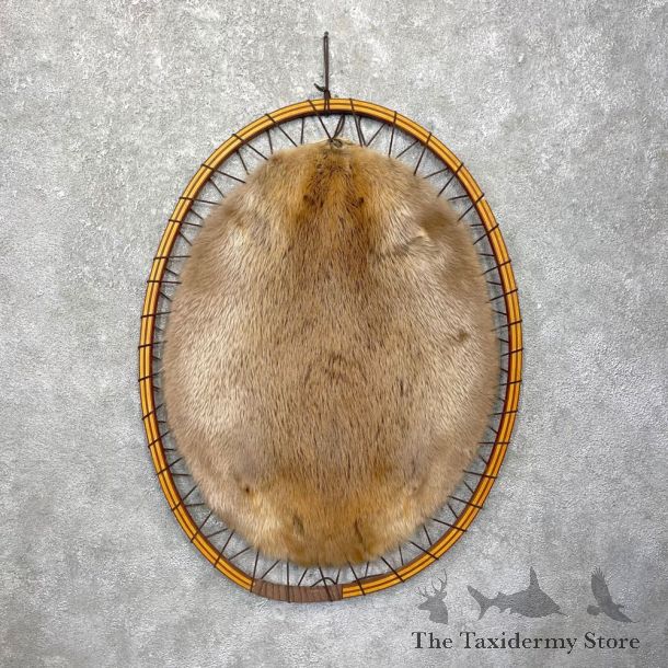 North American Beaver Stretched Hide For Sale #24804 @ The Taxidermy Store