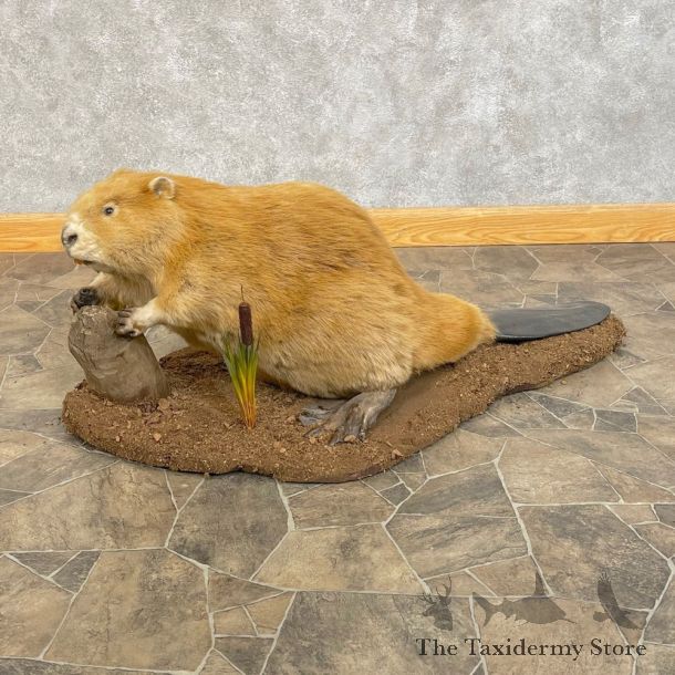 North American Blonde Phase Beaver Mount For Sale #24630 @ The Taxidermy Store
