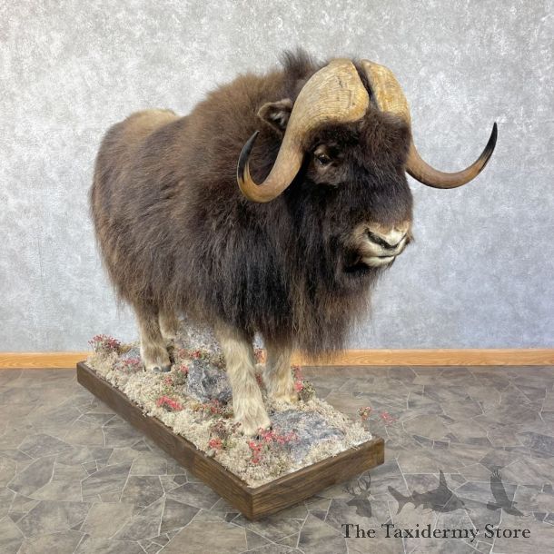 North American Muskox Life Size Mount #26163 For Sale @ The Taxidermy Store
