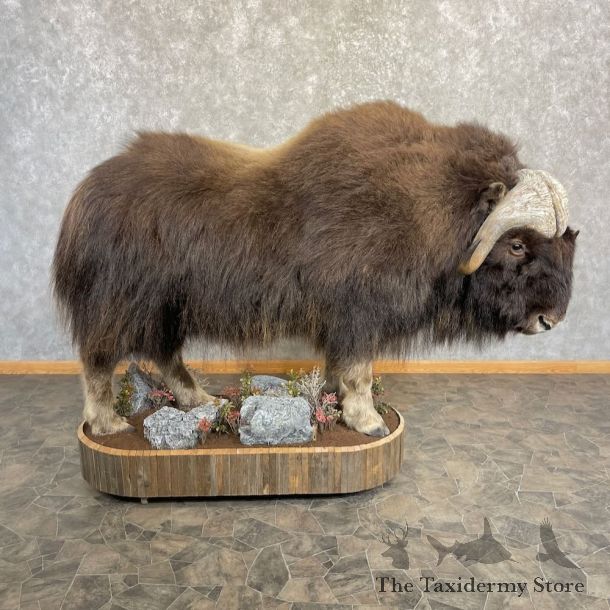 North American Muskox Life Size Mount For Sale #27652 @ The Taxidermy Store