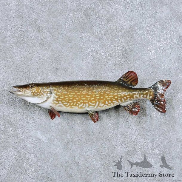 Northern Pike Taxidermy Fish Mount For Sale #13879 For Sale @ The Taxidermy Store