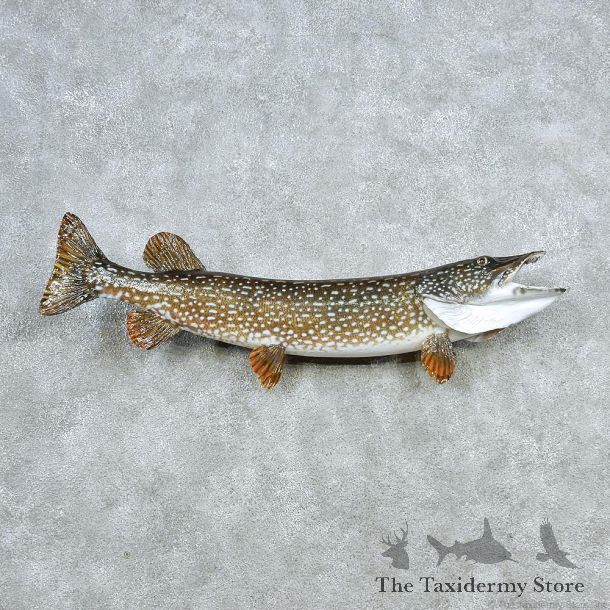 Northern Pike Taxidermy Fish Mount #13046 For Sale @ The Taxidermy Store