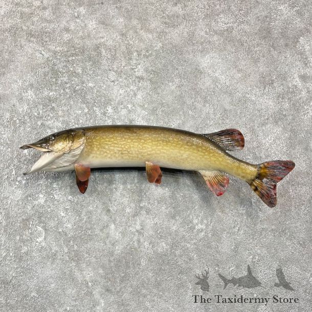 Northern Pike Fish Mount For Sale #25937 @ The Taxidermy Store