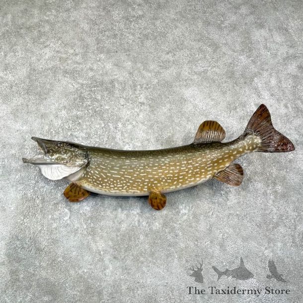 Northern Pike Fish Taxidermy Mount For Sale #25958 @ The Taxidermy Store