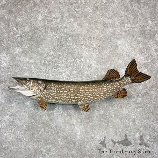 Northern Pike Fish Taxidermy Mount For Sale #26144 @ The Taxidermy Store