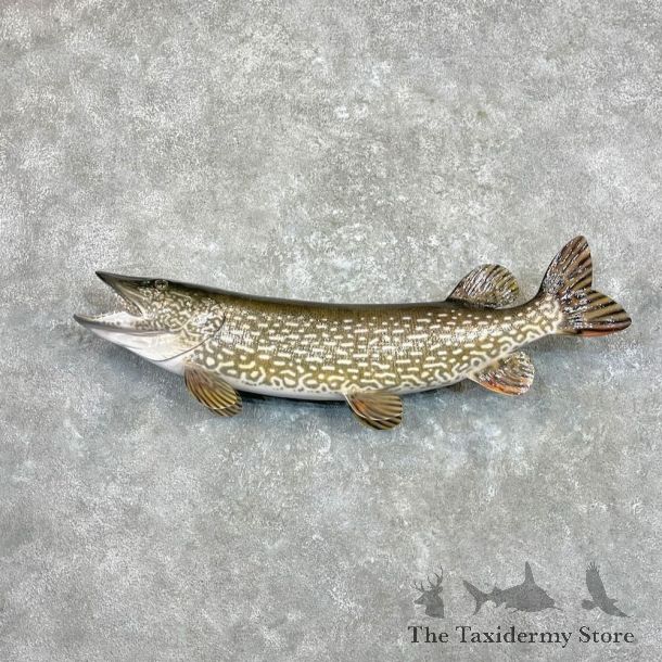 Northern Pike Fish Mount For Sale #27328 @The Taxidermy Store