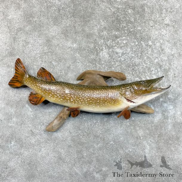 Northern Pike Fish Mount For Sale #27511 @ The Taxidermy Store