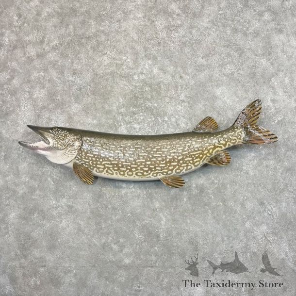 Northern Pike Fish Mount For Sale #27680 @The Taxidermy Store