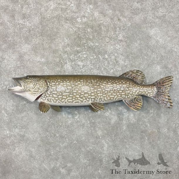 Northern Pike Fish Mount For Sale #27681 @The Taxidermy Store