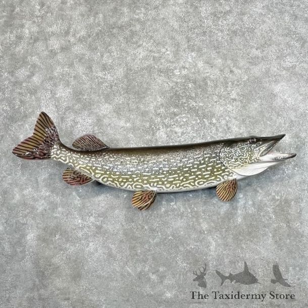 Northern Pike Fish Mount For Sale #27683 @The Taxidermy Store