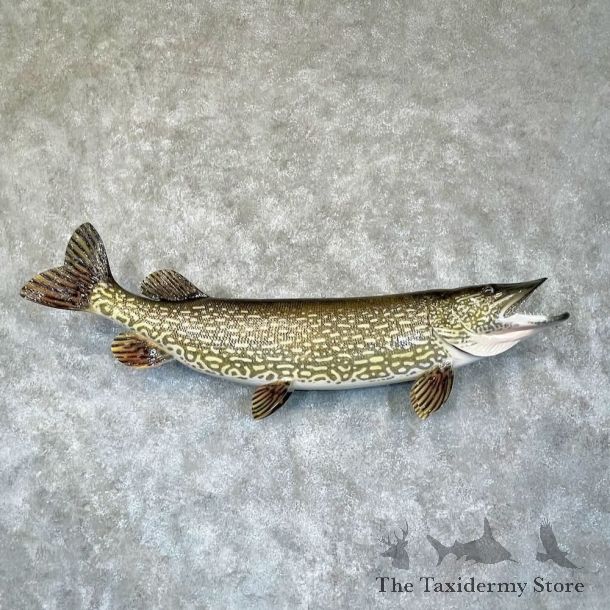 Northern Pike Fish Mount For Sale #28741 @The Taxidermy Store