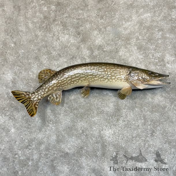 Northern Pike Fish Mount For Sale #29205 @ The Taxidermy Store