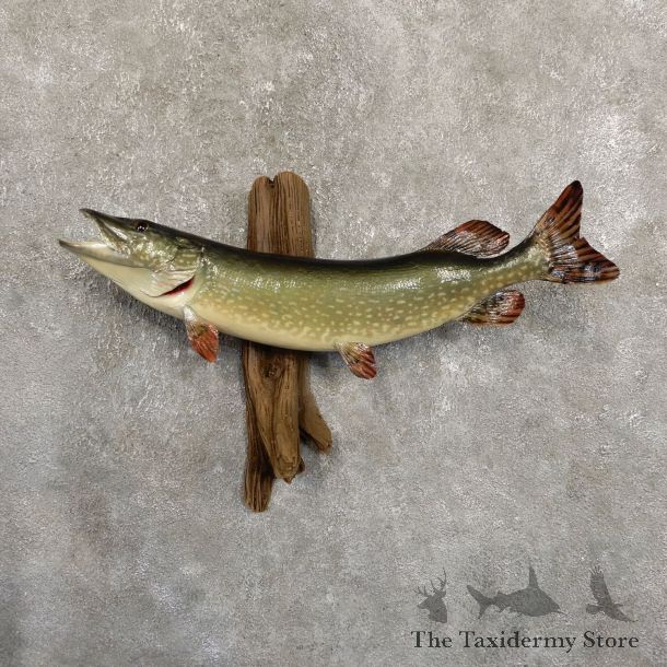 Northern Pike Fish Taxidermy Mount For Sale #19706 @ The Taxidermy Store