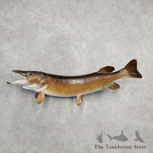 Northern Pike Fish Taxidermy Mount For Sale #21100 @ The Taxidermy Store