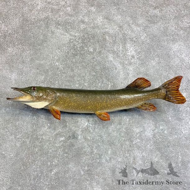 Northern Pike Fish Taxidermy Mount For Sale #22051 @ The Taxidermy Store