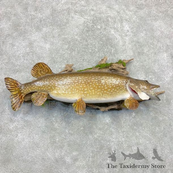 Northern Pike Fish Taxidermy Mount For Sale #22079 @ The Taxidermy Store