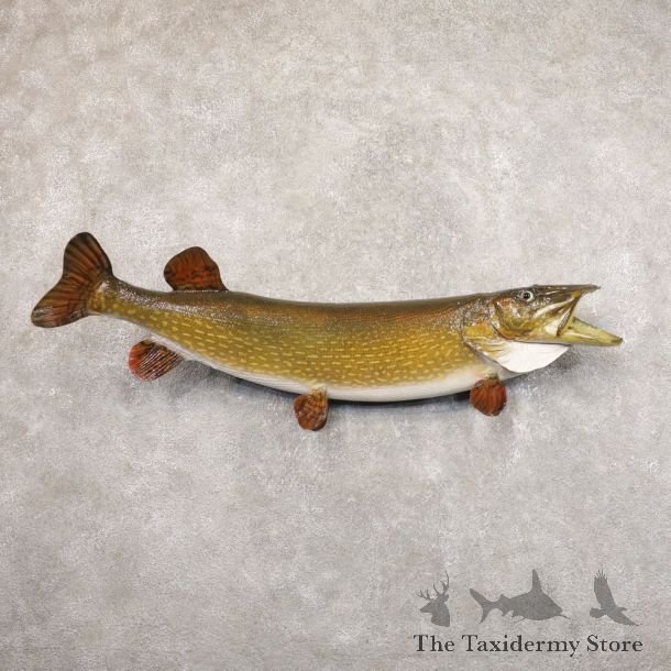 Northern Pike Fish Taxidermy Mount For Sale #22208 @ The Taxidermy Store