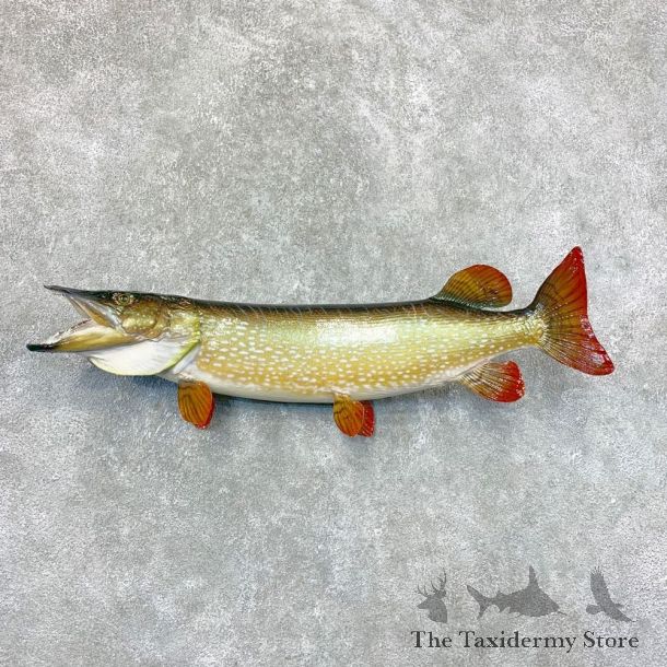 Northern Pike Fish Taxidermy Mount For Sale #22312 @ The Taxidermy Store