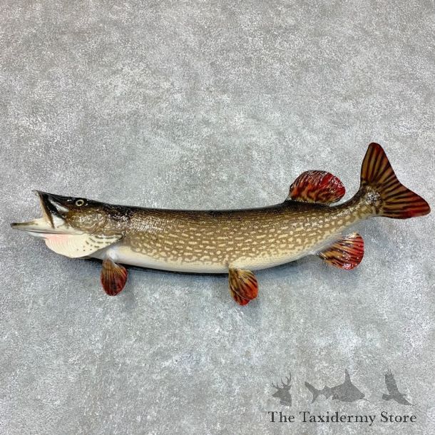 Northern Pike Fish Taxidermy Mount For Sale #22494 @ The Taxidermy Store