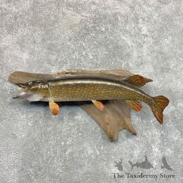 Northern Pike Fish Taxidermy Mount For Sale #23634 @ The Taxidermy Store