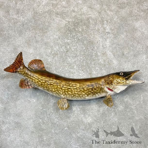 Northern Pike Fish Taxidermy Mount For Sale #24369 @ The Taxidermy Store