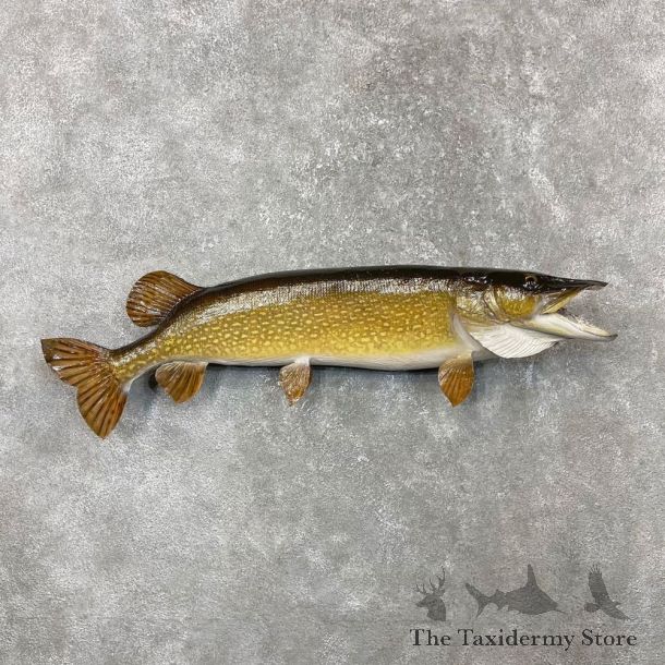 Northern Pike Fish Taxidermy Mount For Sale #24398 @ The Taxidermy Store