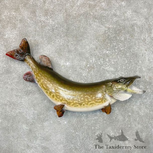 Northern Pike Fish Taxidermy Mount For Sale #24536 @ The Taxidermy Store