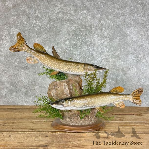 Northern Pike Fish Taxidermy Mount For Sale #25462 @ The Taxidermy Store